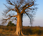 Limpopo