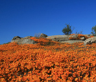 Northern Cape