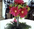 flower-fusion-2