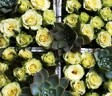 pollination-large7 pollination-large7