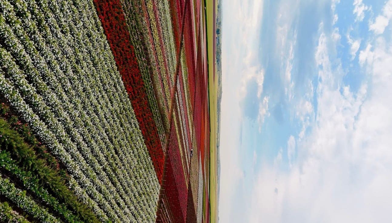 Pure Petals